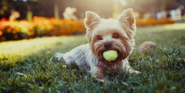 dog-in-a-field