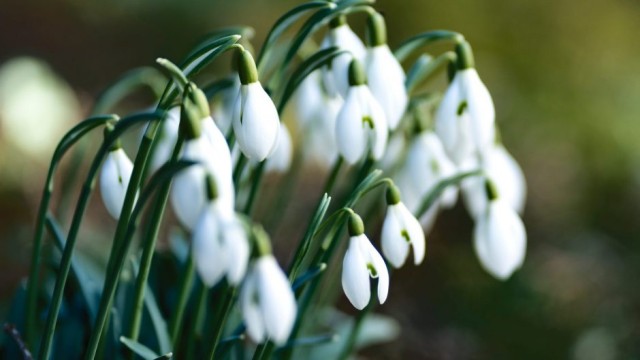 snowdrops