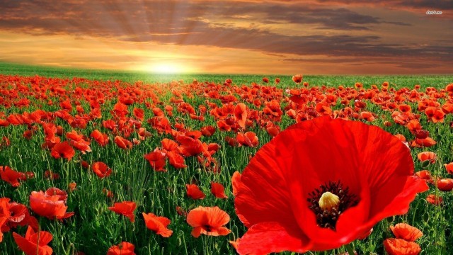 picture of a poppy field